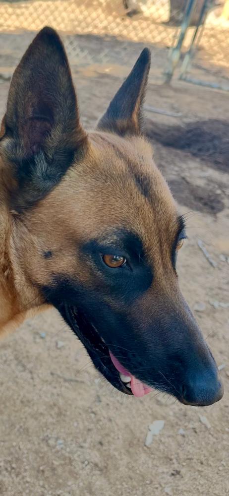 Luna-Mama, a Adoptable mixed breed in Bonita, CA image 2/3
