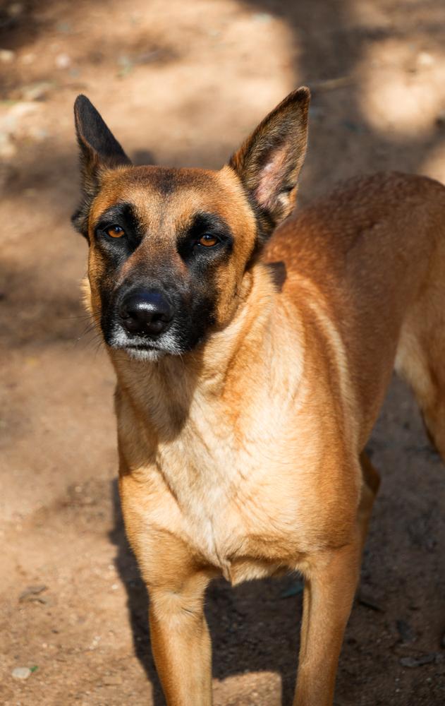 Luna-Mama, Adoptable, Adult Female Belgian Shepherd / Malinois.