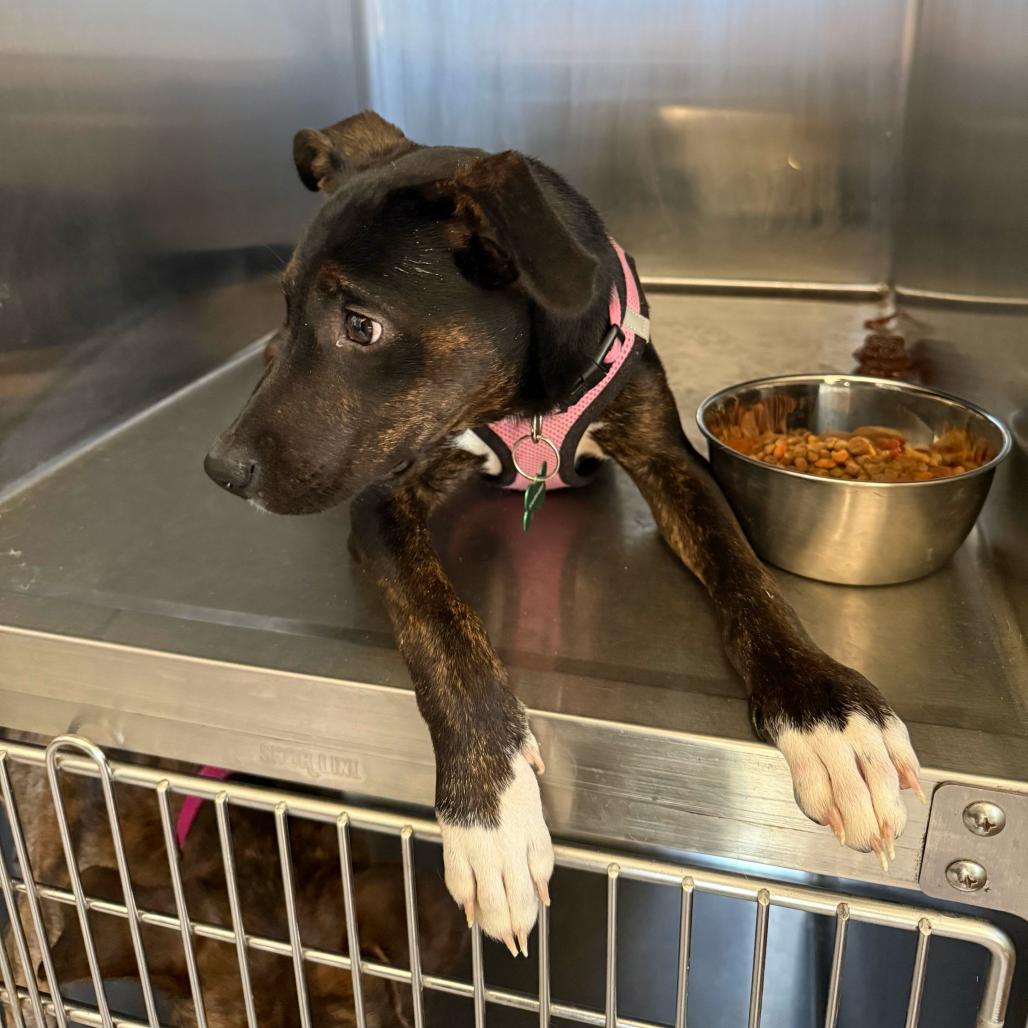 Enlarge Ecco, a Adoptable Plott Hound in New Orleans, LA image 1/5