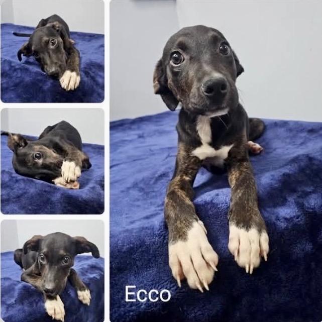 Enlarge Ecco, a Adoptable Plott Hound in New Orleans, LA image 2/5