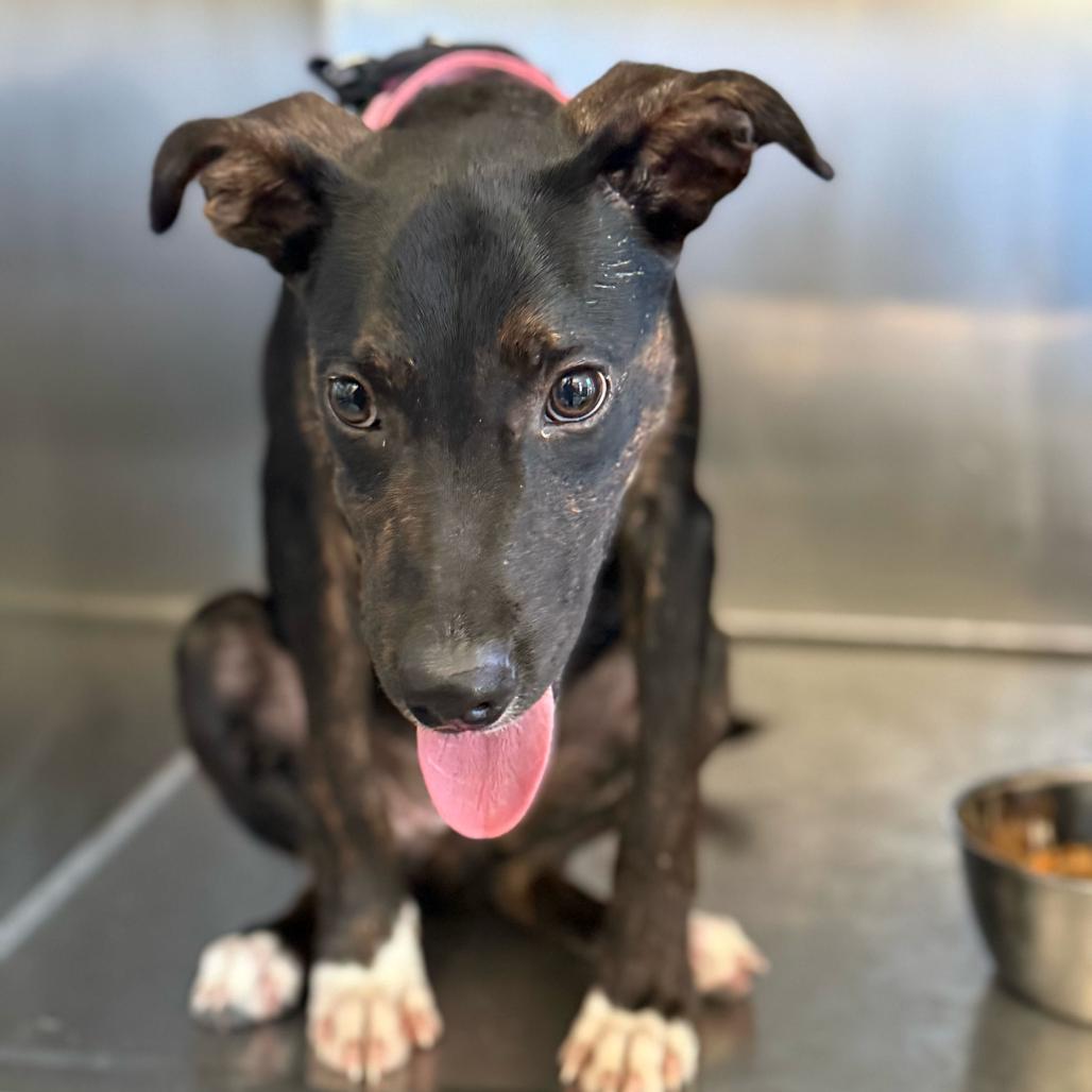 Enlarge Ecco, a Adoptable Plott Hound in New Orleans, LA image 3/5
