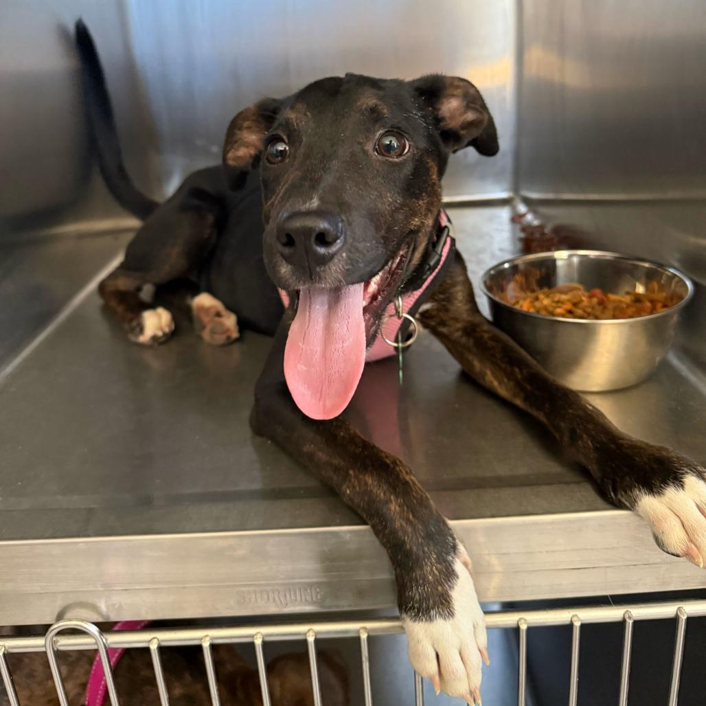 Enlarge Ecco, a Adoptable Plott Hound in New Orleans, LA image 4/5