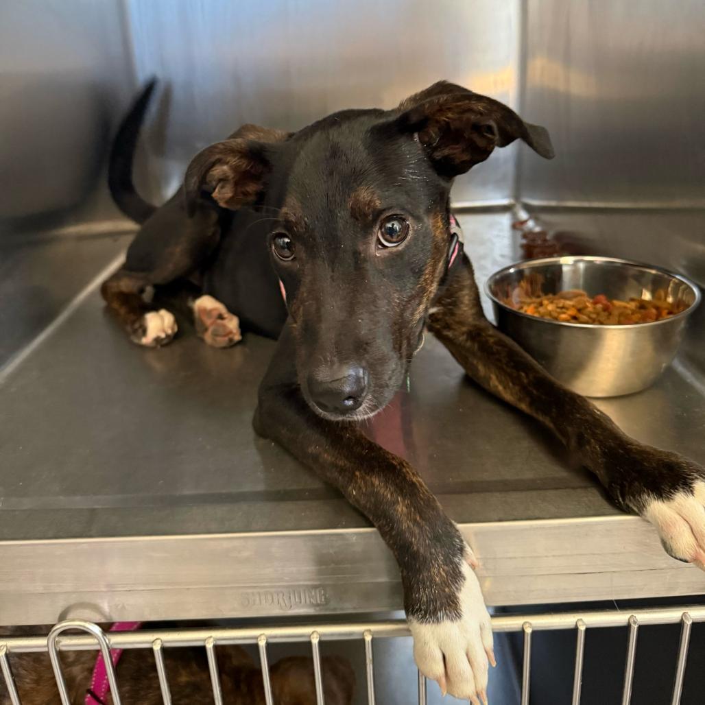 Enlarge Ecco, a Adoptable Plott Hound in New Orleans, LA image 5/5