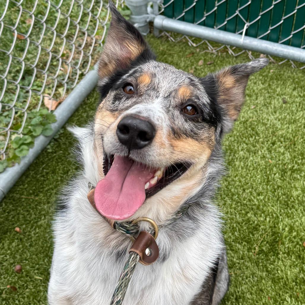 Enlarge Raider, a Adoptable Australian Cattle Dog / Blue Heeler in Nashville, IN image 1/6