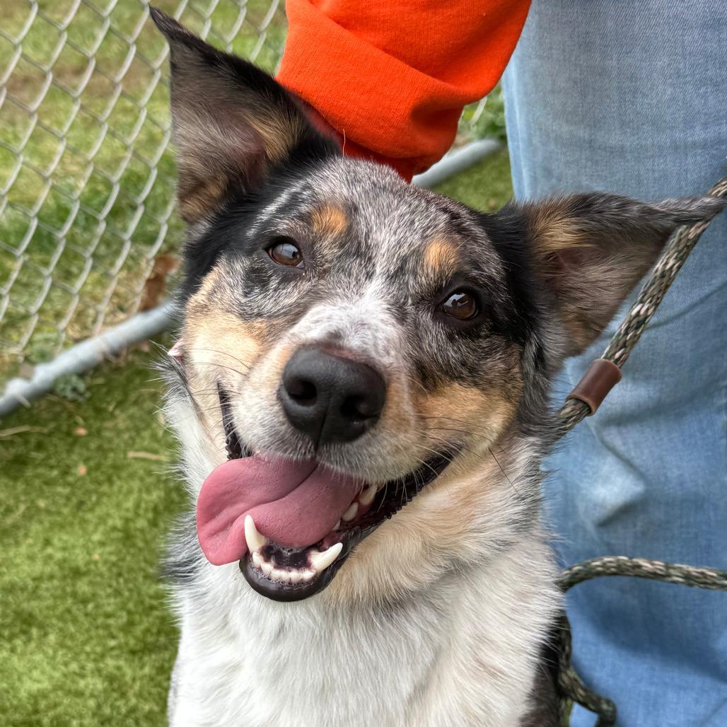 Enlarge Raider, a Adoptable Australian Cattle Dog / Blue Heeler in Nashville, IN image 2/6