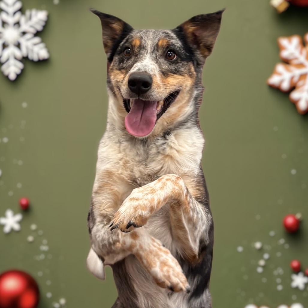 Enlarge Raider, a Adoptable Australian Cattle Dog / Blue Heeler in Nashville, IN image 3/6
