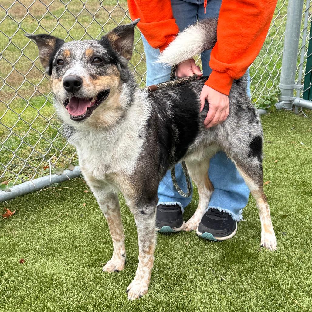 Enlarge Raider, a Adoptable Australian Cattle Dog / Blue Heeler in Nashville, IN image 4/6