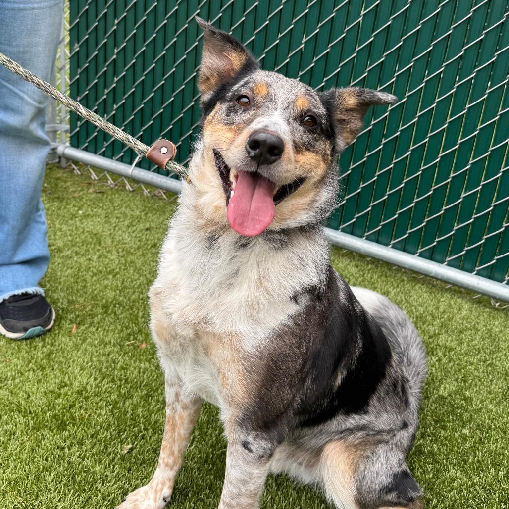 Enlarge Raider, a Adoptable Australian Cattle Dog / Blue Heeler in Nashville, IN image 5/6