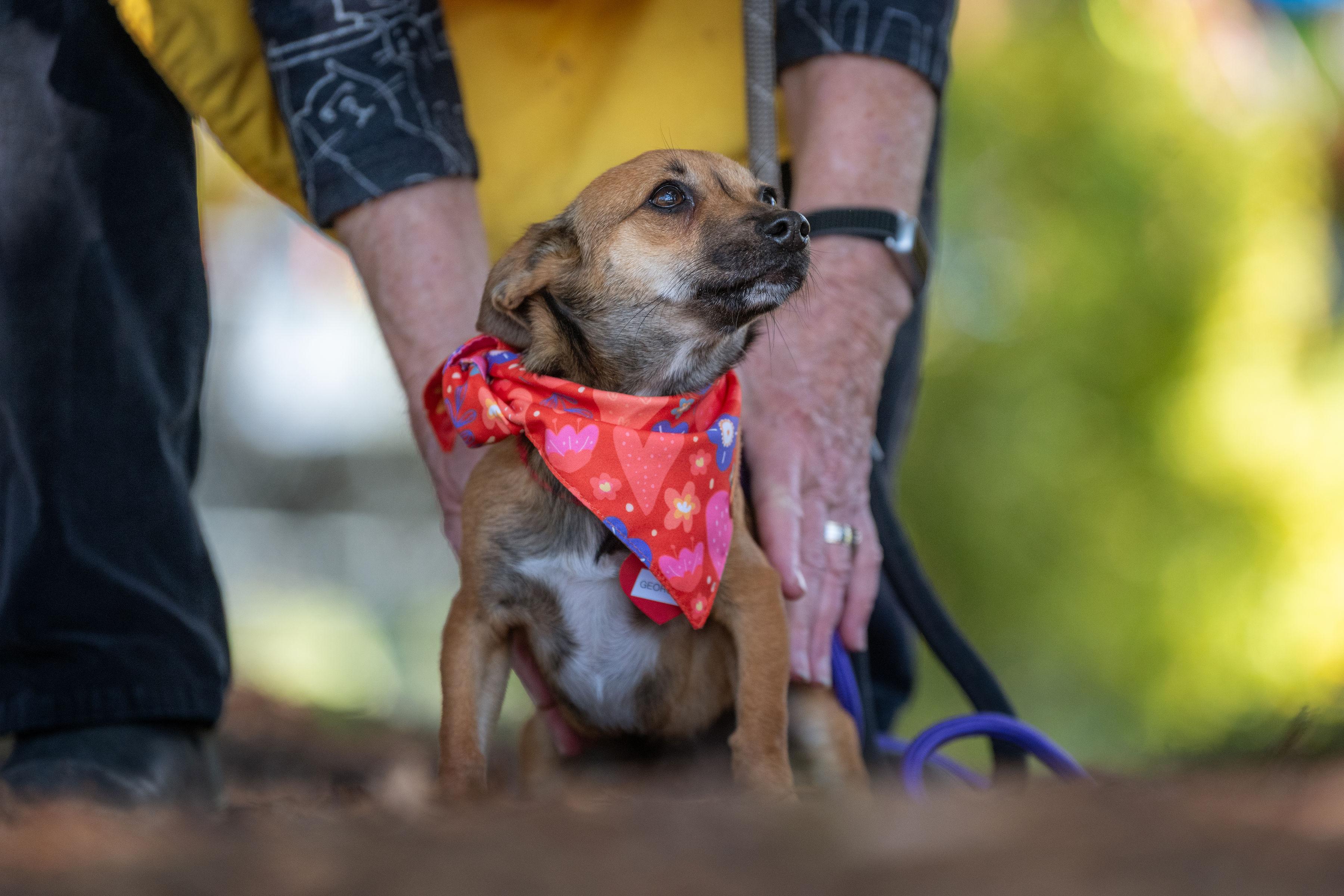 George, an adopted mixed breed in Santa Rosa, CA image 5/6