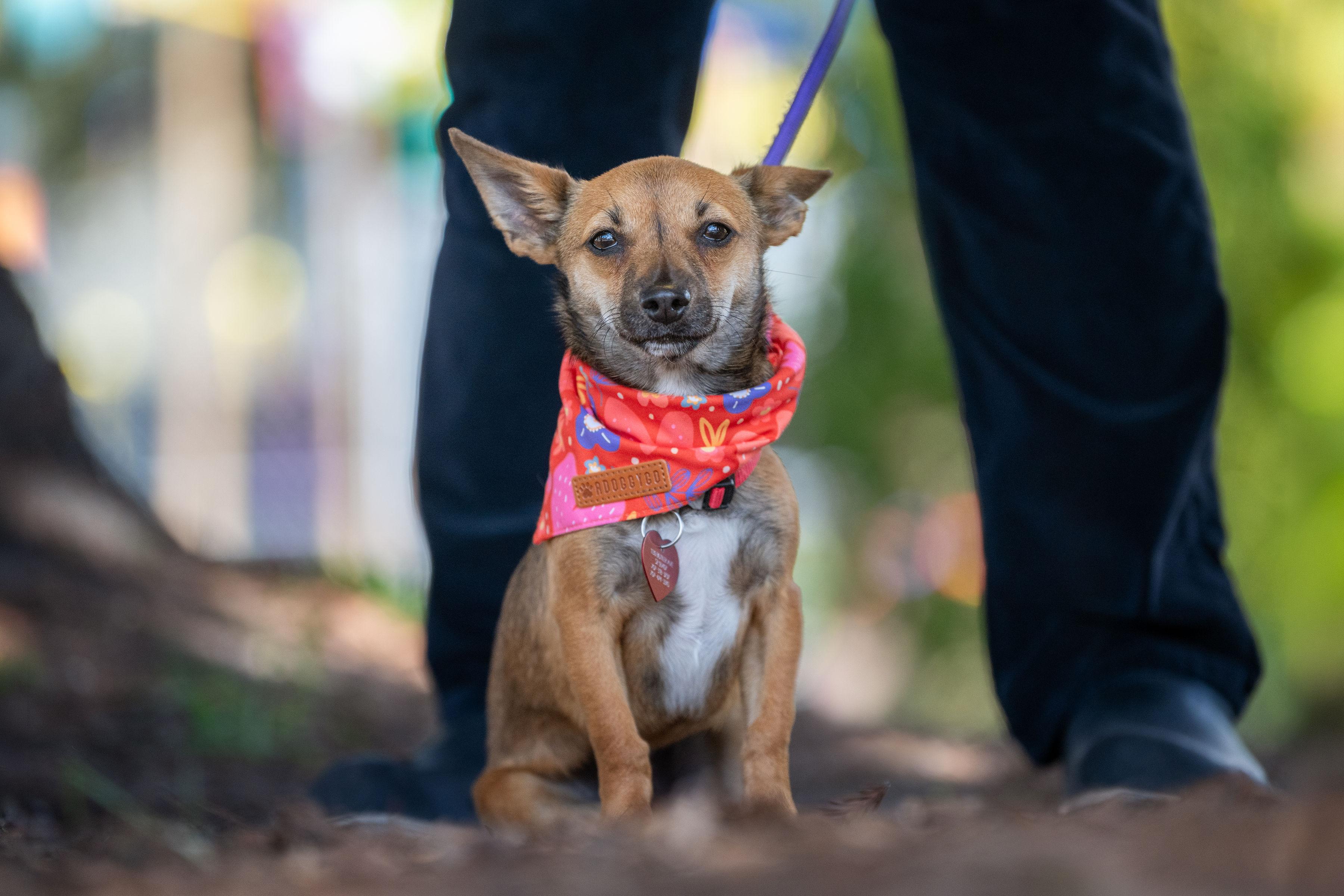 George, an adopted mixed breed in Santa Rosa, CA image 1/6