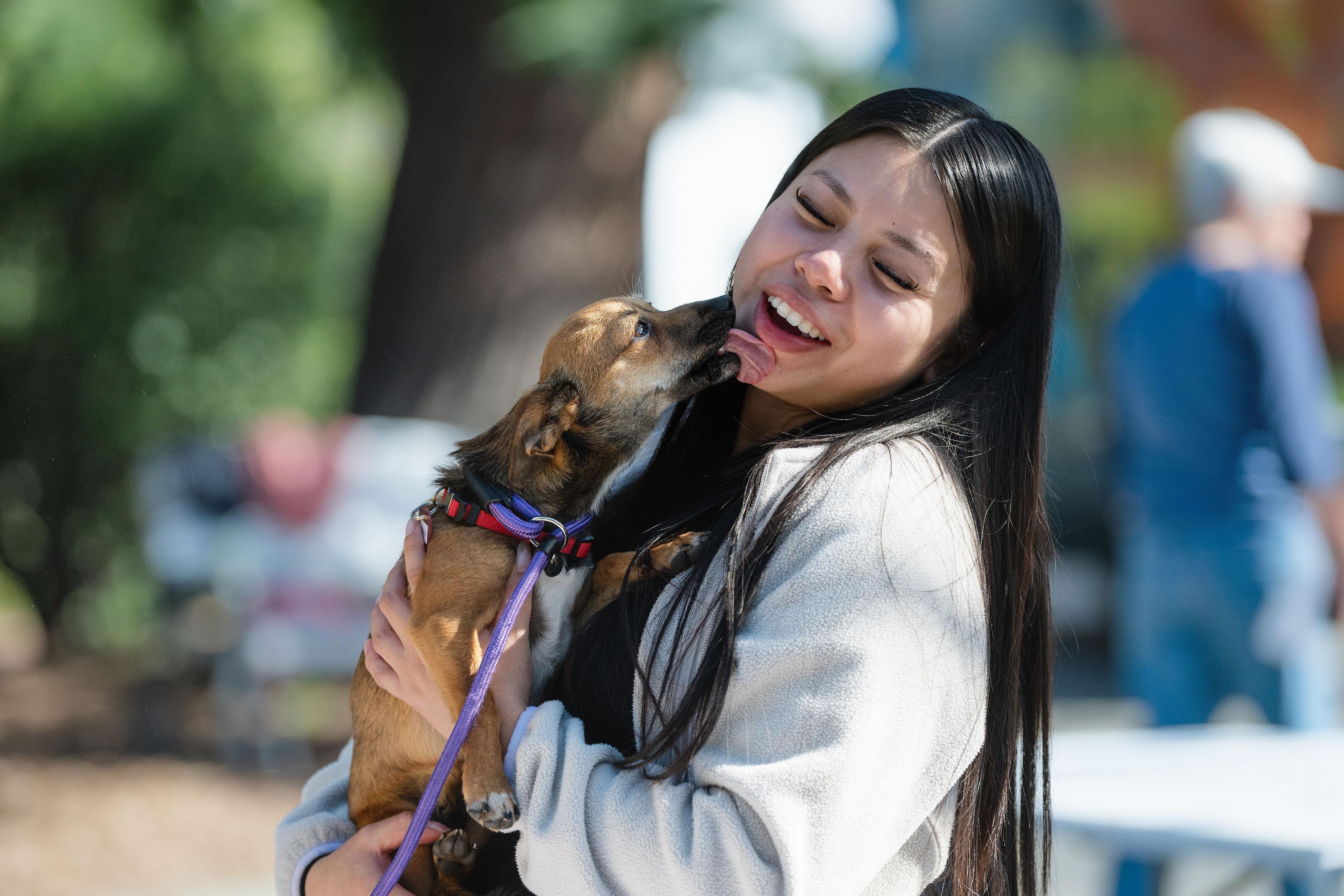 George, an adopted mixed breed in Santa Rosa, CA image 2/6