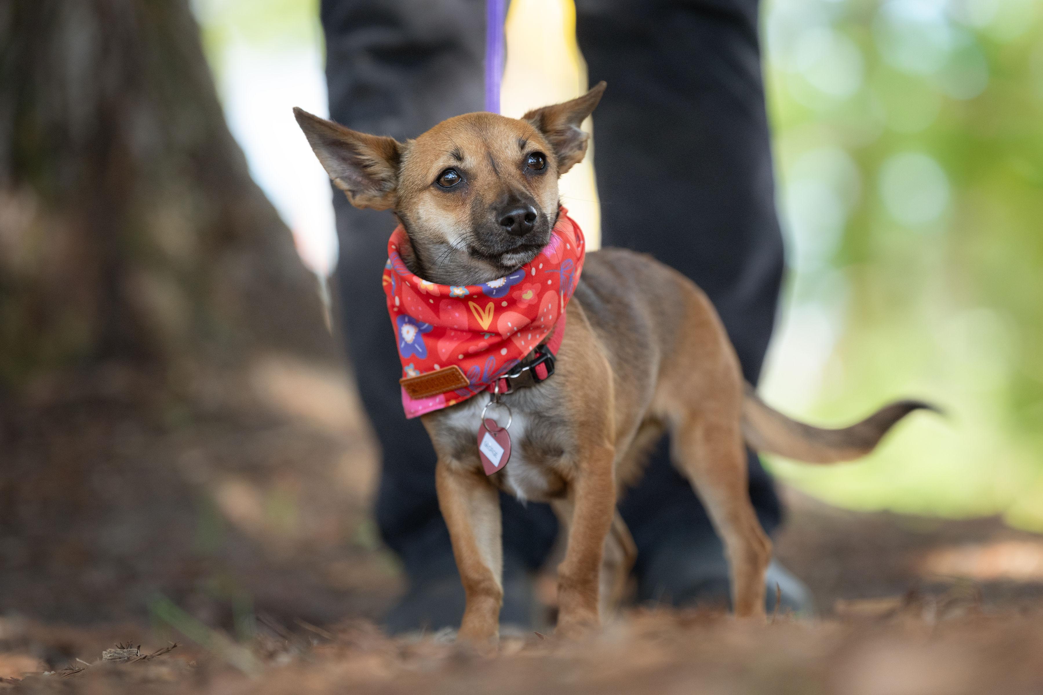 George, an adopted mixed breed in Santa Rosa, CA image 3/6