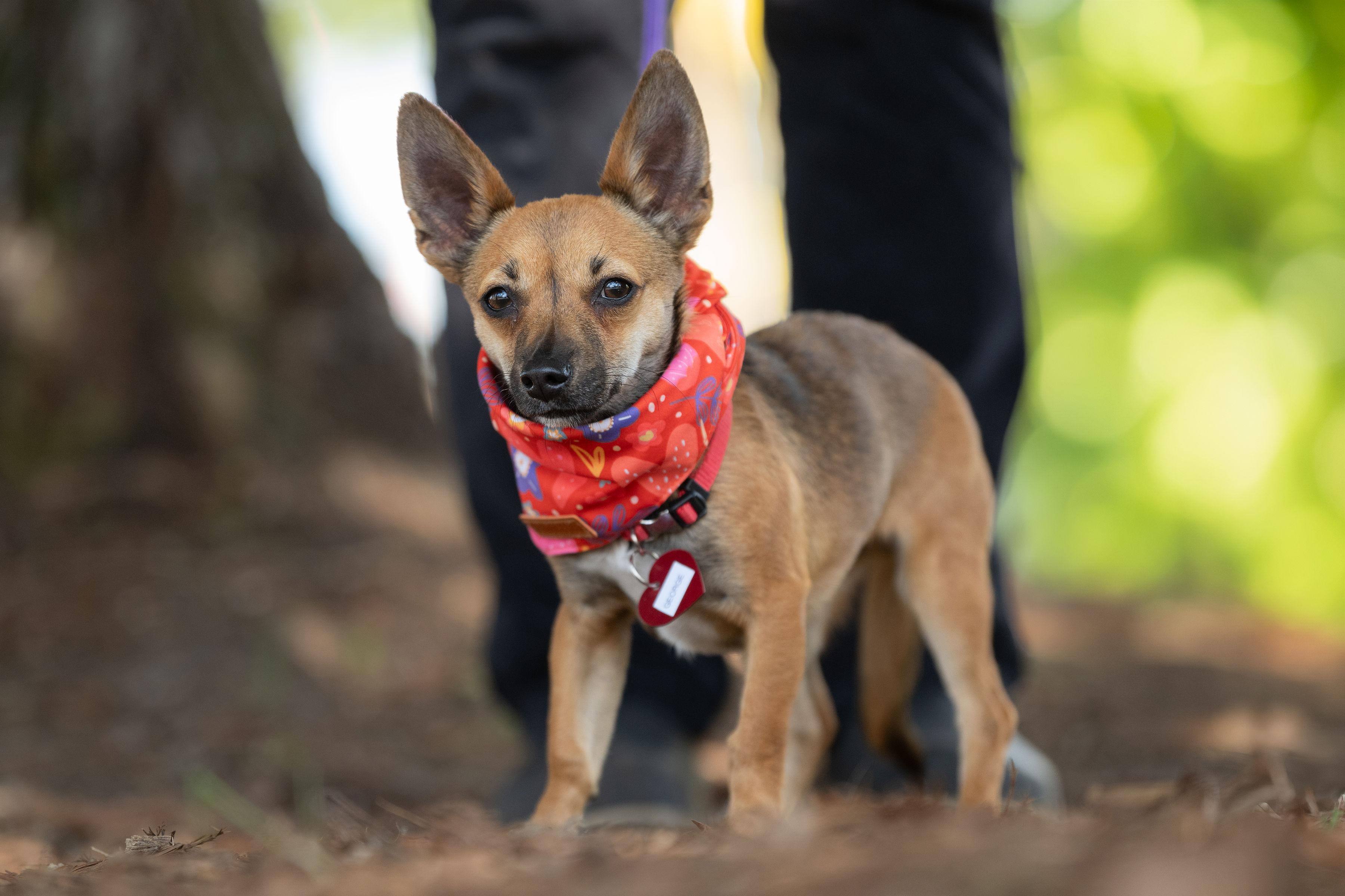 George, an adopted mixed breed in Santa Rosa, CA image 6/6
