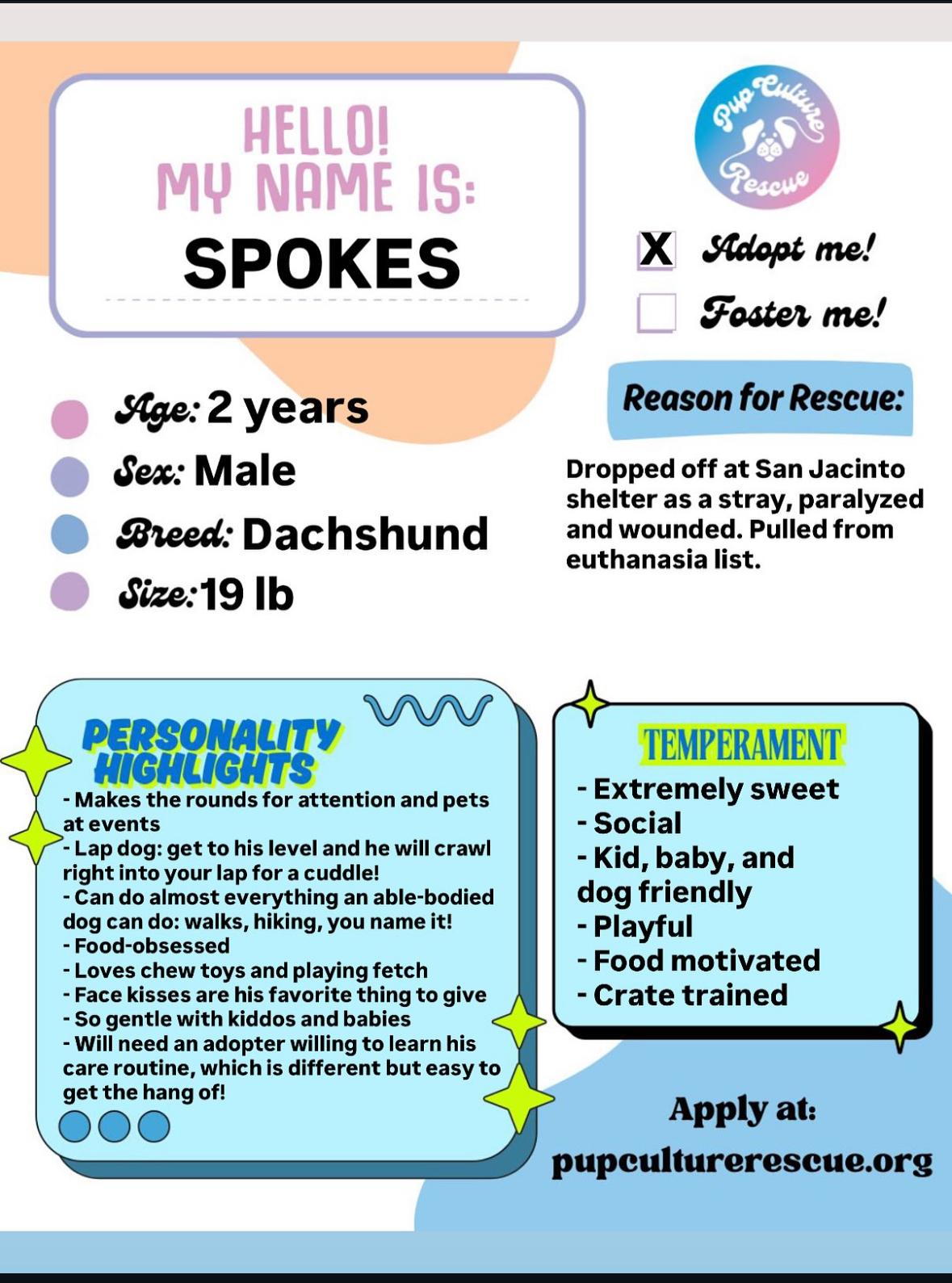 Enlarge Spokes, a Adoptable Dachshund in Pasadena, CA image 6/6