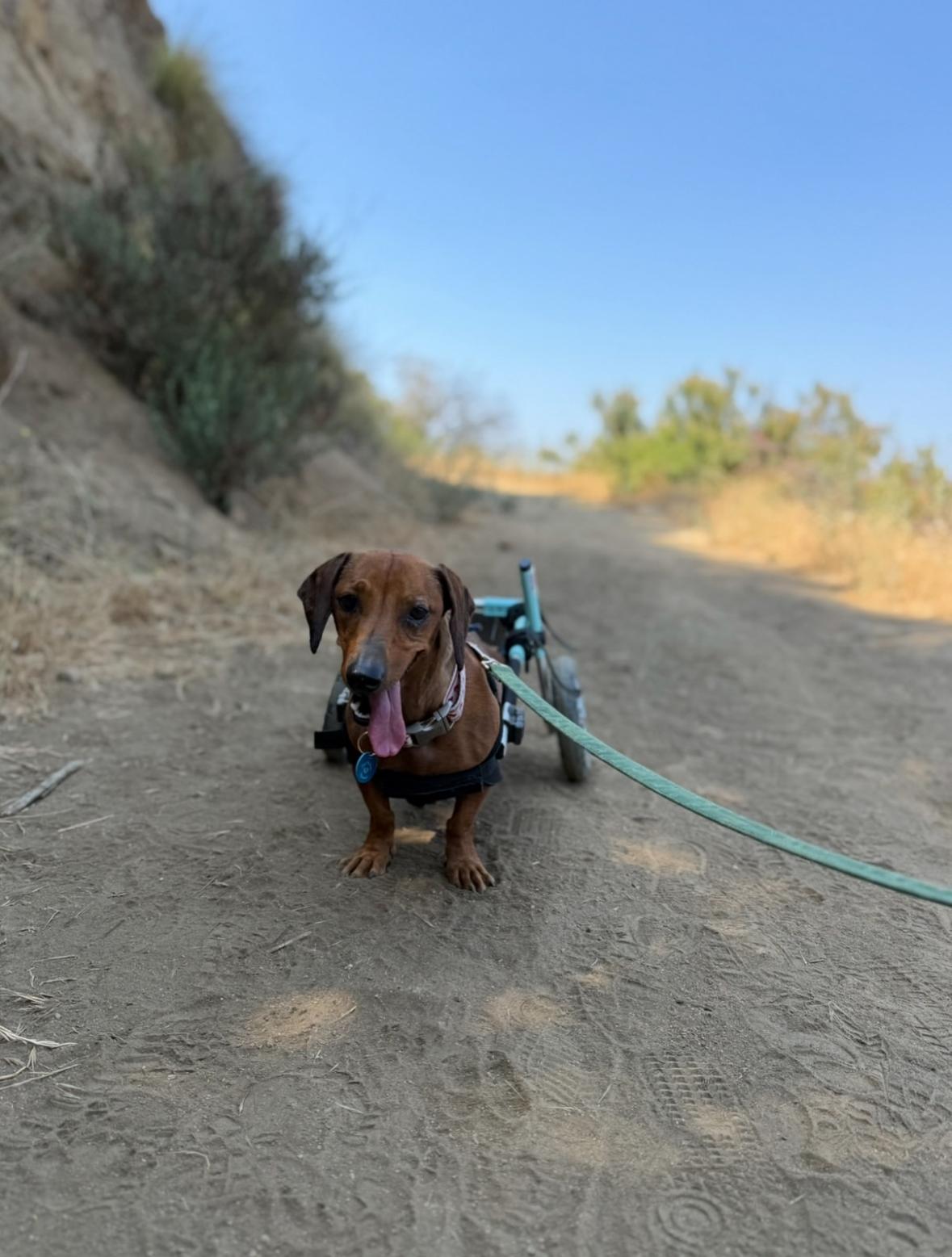 Enlarge Spokes, a Adoptable Dachshund in Pasadena, CA image 4/6