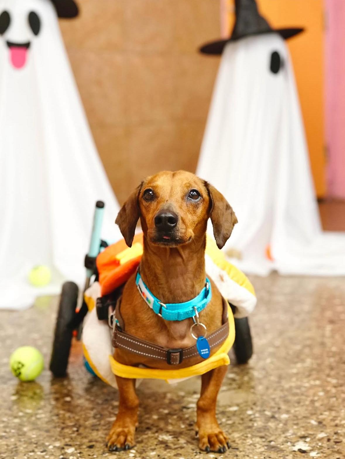 Enlarge Spokes, a Adoptable Dachshund in Pasadena, CA image 3/6