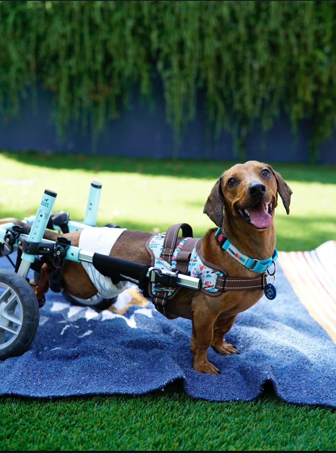 Enlarge Spokes, a Adoptable Dachshund in Pasadena, CA image 1/6