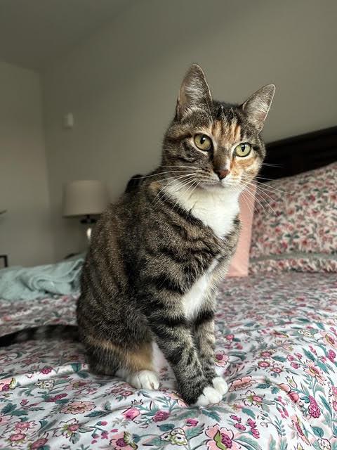 Miss Fiona ----- (Courtesy Post), Adoptable, Adult Female Domestic Short Hair & American Shorthair.