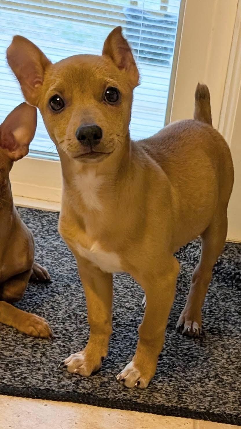 Enlarge Max, a ADOPTABLE mixed breed in Highland, NY image 3/4