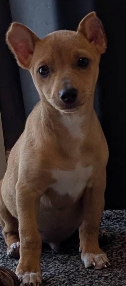 Enlarge Max, a ADOPTABLE mixed breed in Highland, NY image 2/4