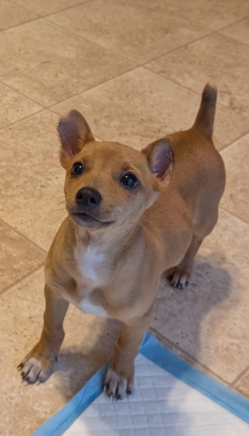 Enlarge Max, a ADOPTABLE mixed breed in Highland, NY image 4/4