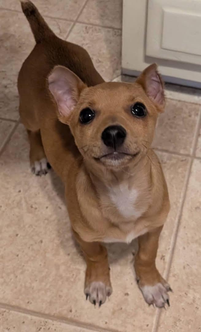 Enlarge Max, a ADOPTABLE mixed breed in Highland, NY image 1/4