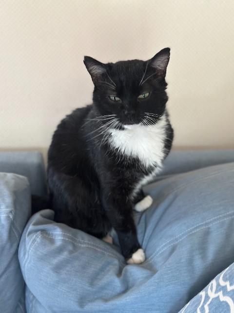 Simmons, Adoptable, Young Male Domestic Short Hair.