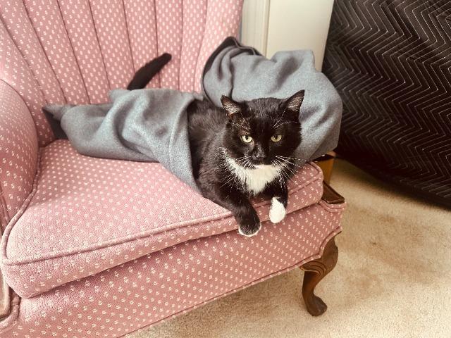 Enlarge Simmons, a Adoptable mixed breed in Pawtucket, RI image 2/5