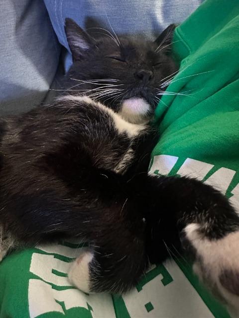 Enlarge Simmons, a Adoptable mixed breed in Pawtucket, RI image 3/5