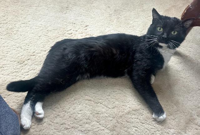 Enlarge Simmons, a Adoptable mixed breed in Pawtucket, RI image 4/5