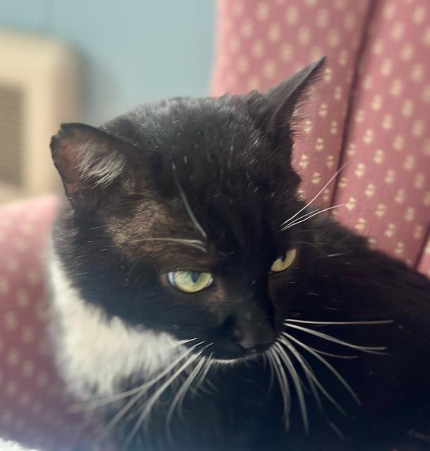 Enlarge Simmons, a Adoptable mixed breed in Pawtucket, RI image 5/5