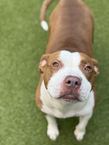 Tiana, a Adoptable Mixed Breed in Atlanta, GA image 1/3
