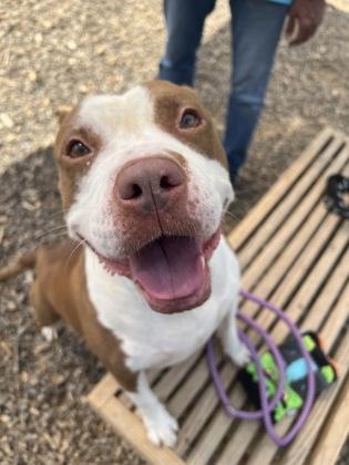 Enlarge Tiana, a Adoptable Mixed Breed in Atlanta, GA image 2/3