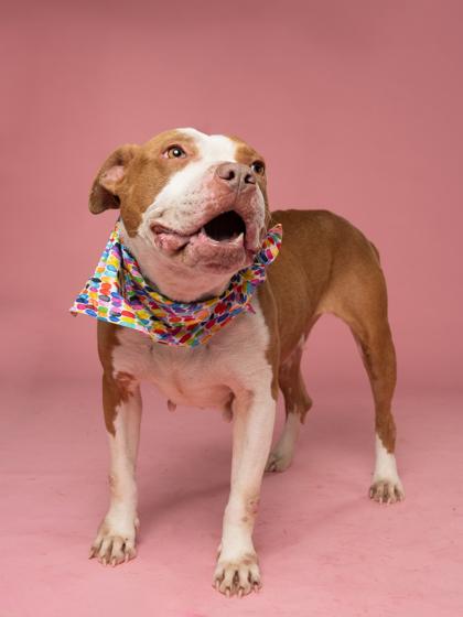 Enlarge Tiana, a Adoptable Mixed Breed in Atlanta, GA image 2/3