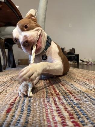 Enlarge Tiana, a Adoptable Mixed Breed in Atlanta, GA image 3/3