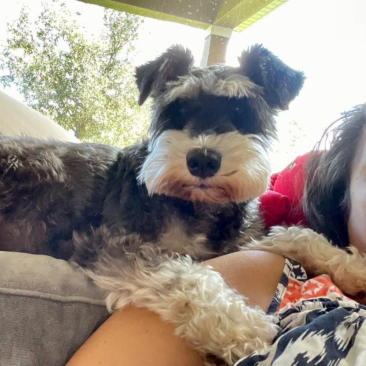Penny Schnauzer, Adoptable, Adult Female Schnauzer.