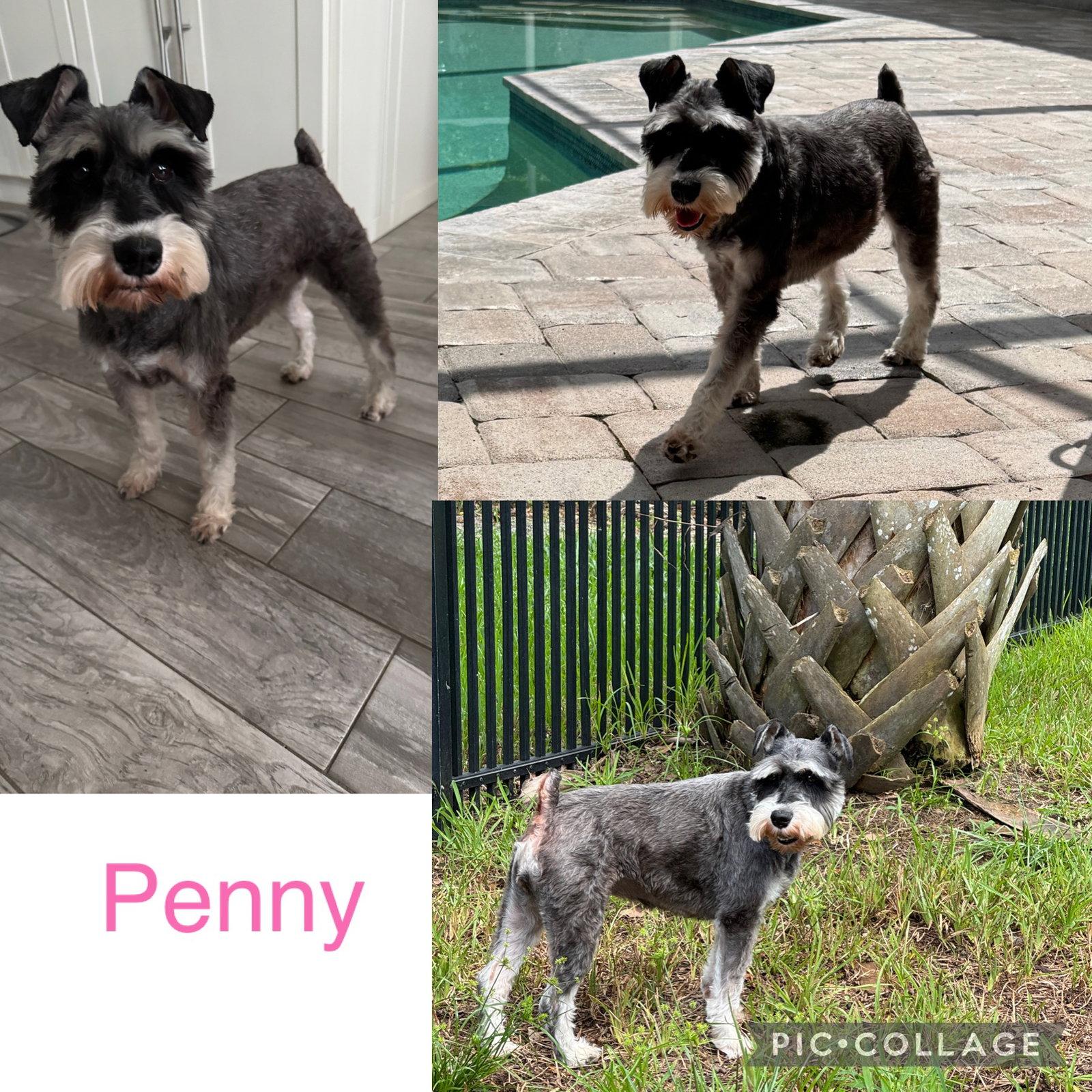 Enlarge Penny Schnauzer, a Adoptable Schnauzer in Valrico, FL image 2/3