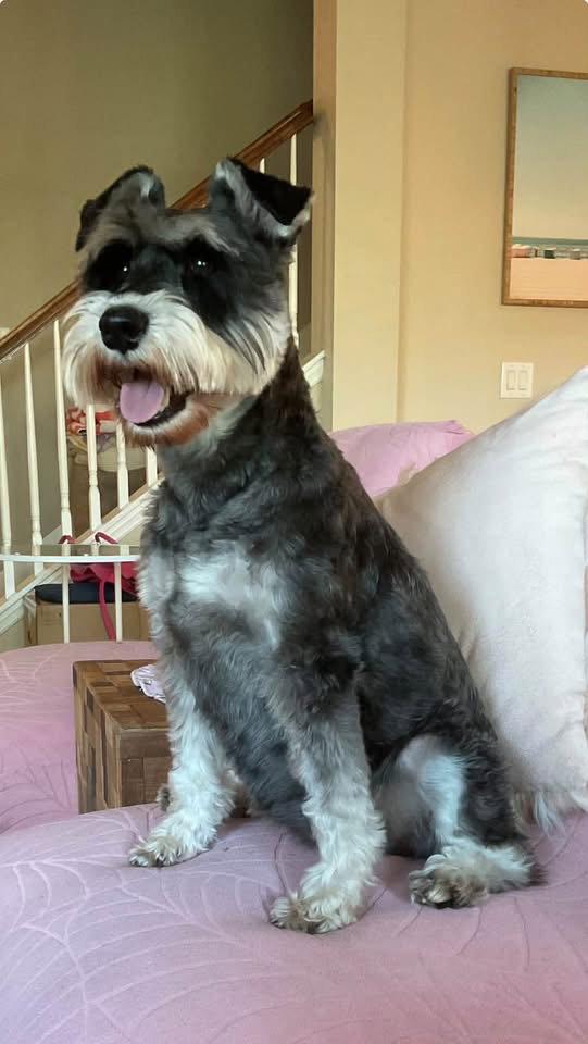 Enlarge Penny Schnauzer, a Adoptable Schnauzer in Valrico, FL image 3/3