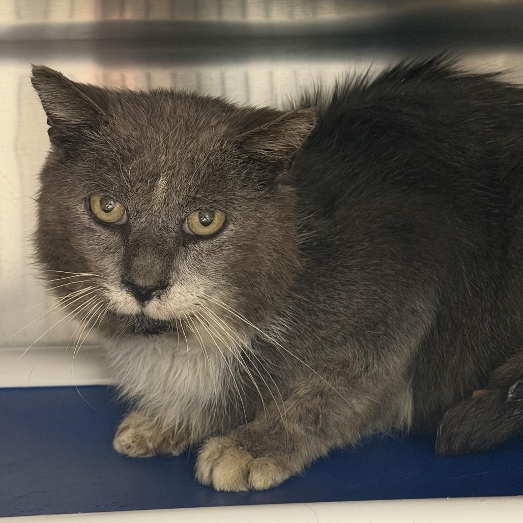 Enlarge Ragnar, a Adoptable Domestic Long Hair in Marion, VA image 1/1