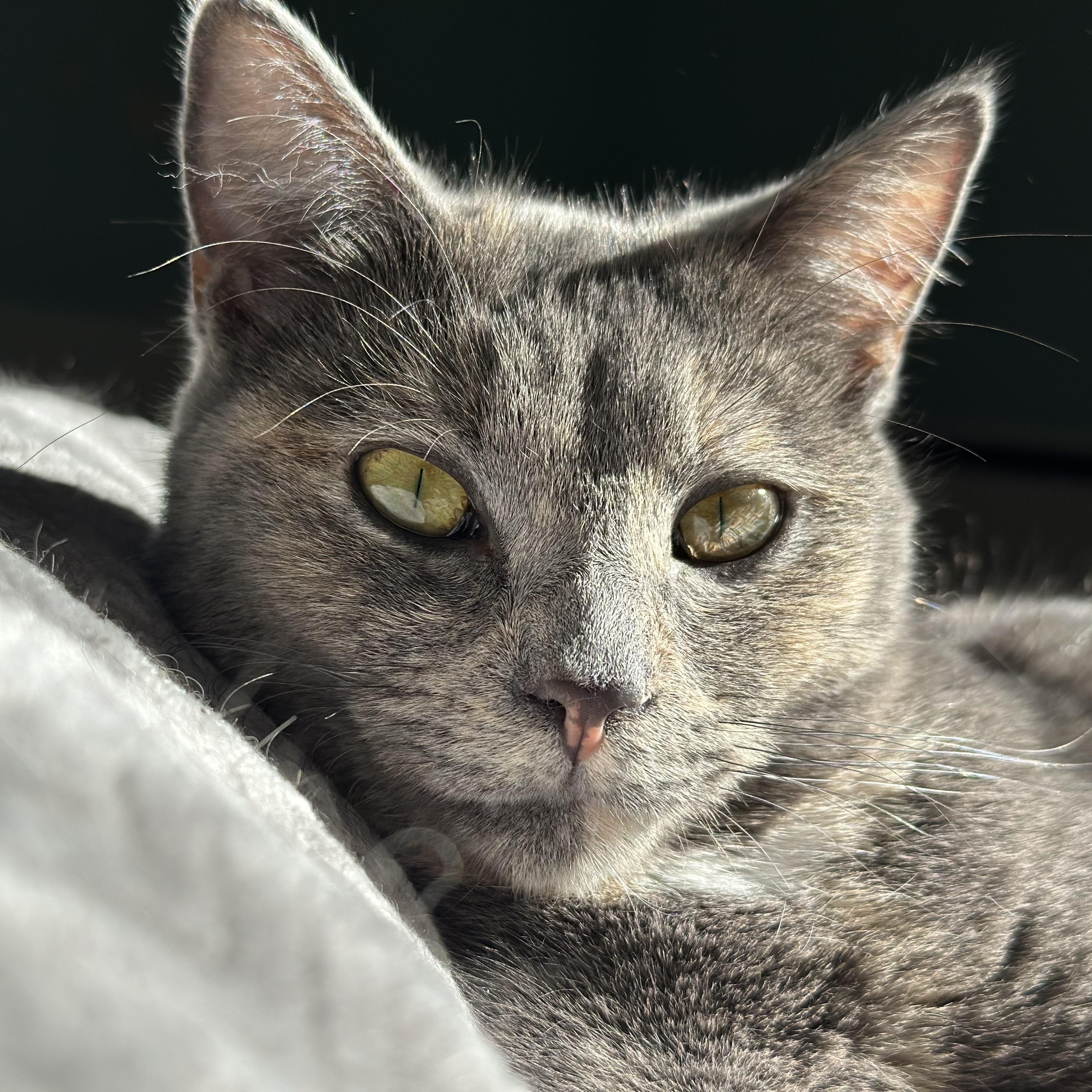 Enlarge Arizona, a Adoptable Domestic Short Hair in Clinton, NC image 1/1