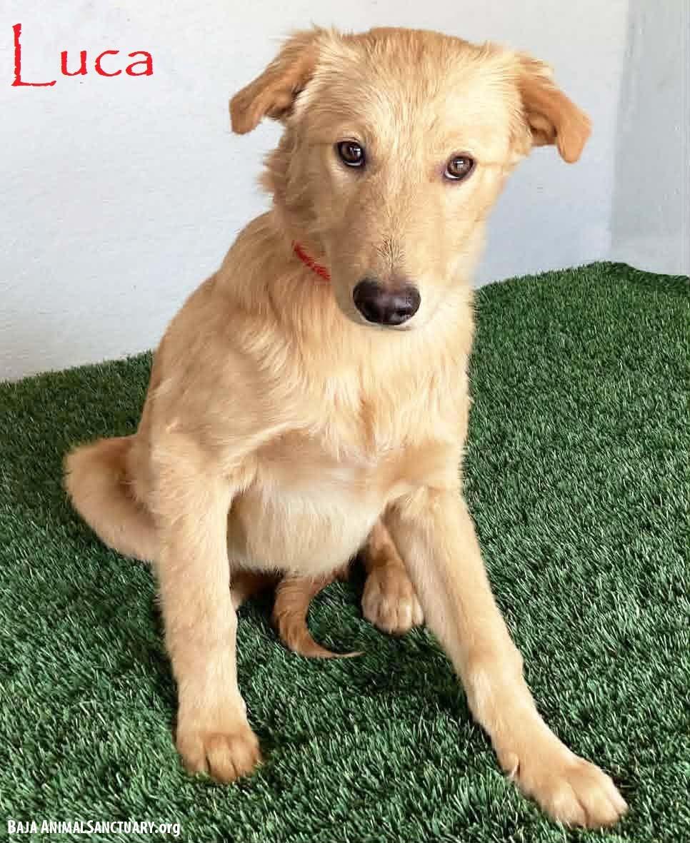 Enlarge Luca, an adopted mixed breed in San Diego, CA image 1/1