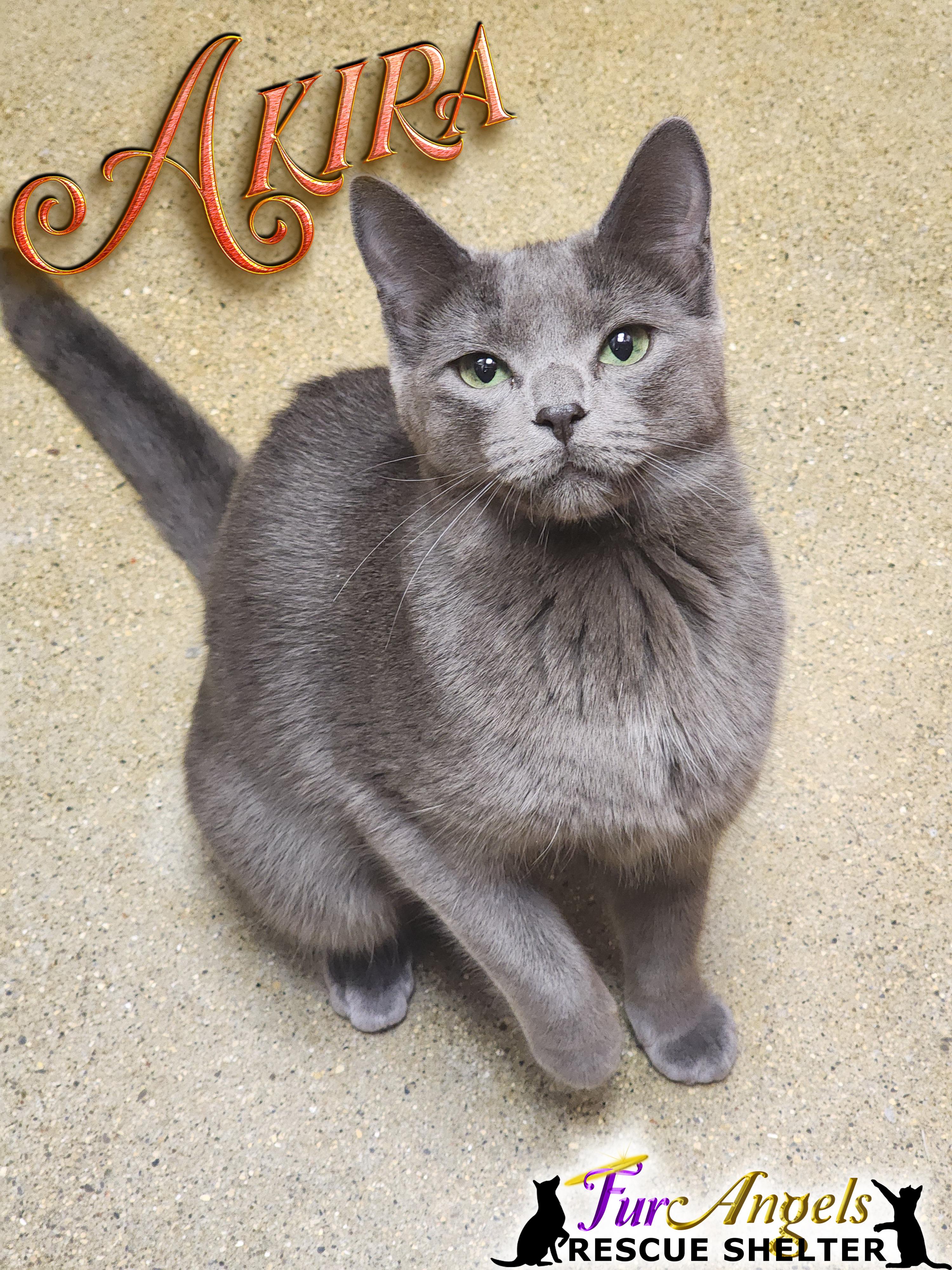 Misa & Akira, Adoptable, Kitten Female Domestic Short Hair.