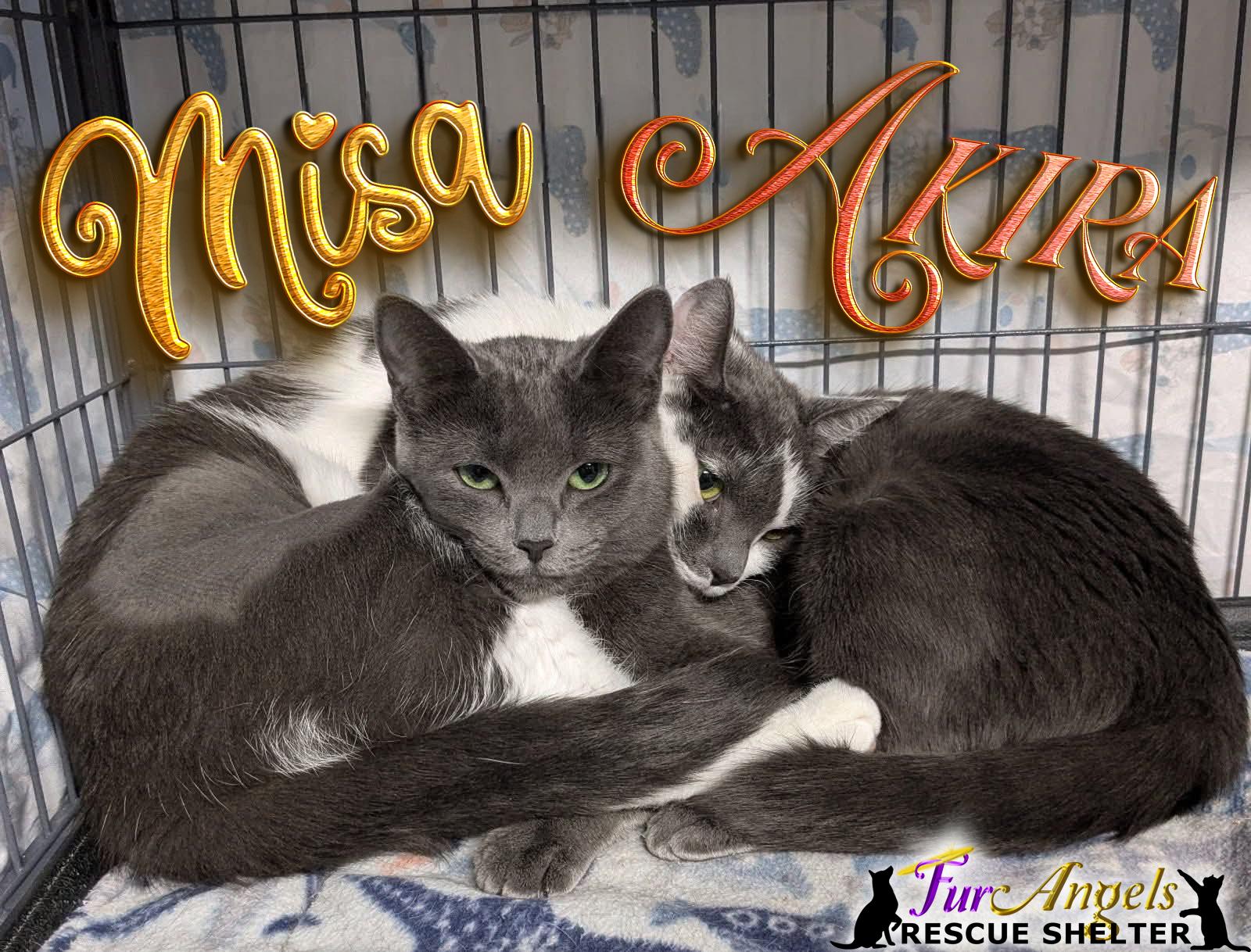 Misa & Akira, Adoptable, Kitten Female Domestic Short Hair.