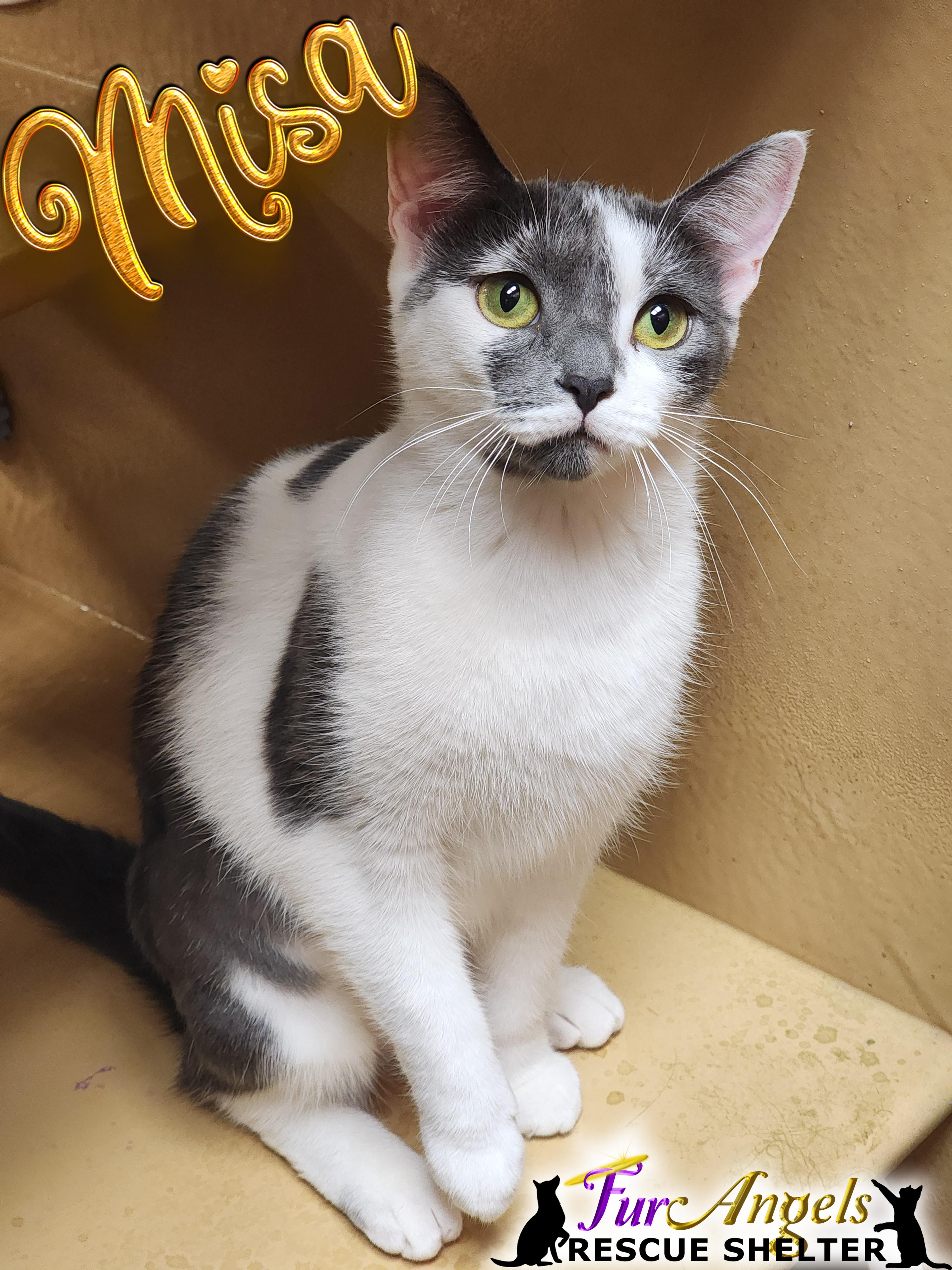 Misa & Akira, a Adoptable Domestic Short Hair in Toledo, OH image 3/3