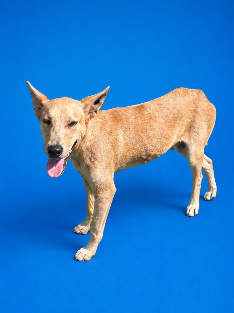 Jim, Adoptable, Young Male Terrier.