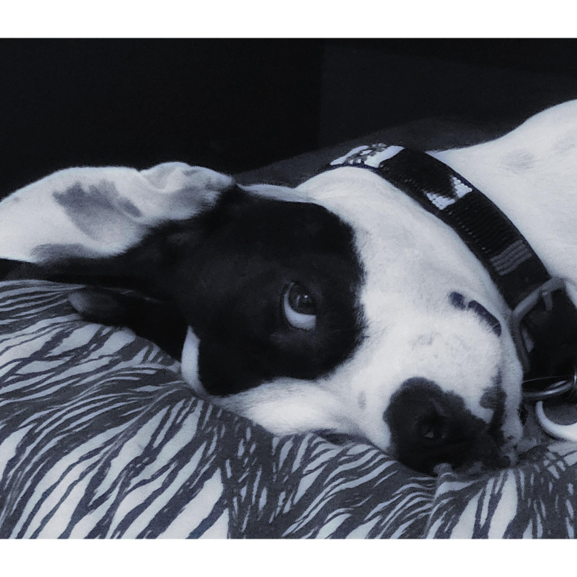 Enlarge Skyla, a Adopted mixed breed in Georgetown, TX image 4/4