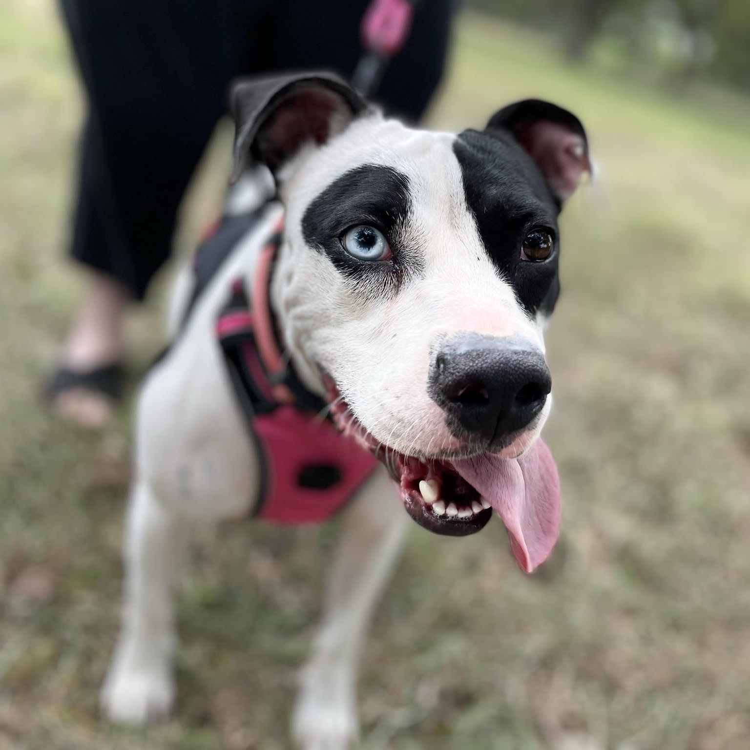 Enlarge Skyla, a Adopted mixed breed in Georgetown, TX image 3/4