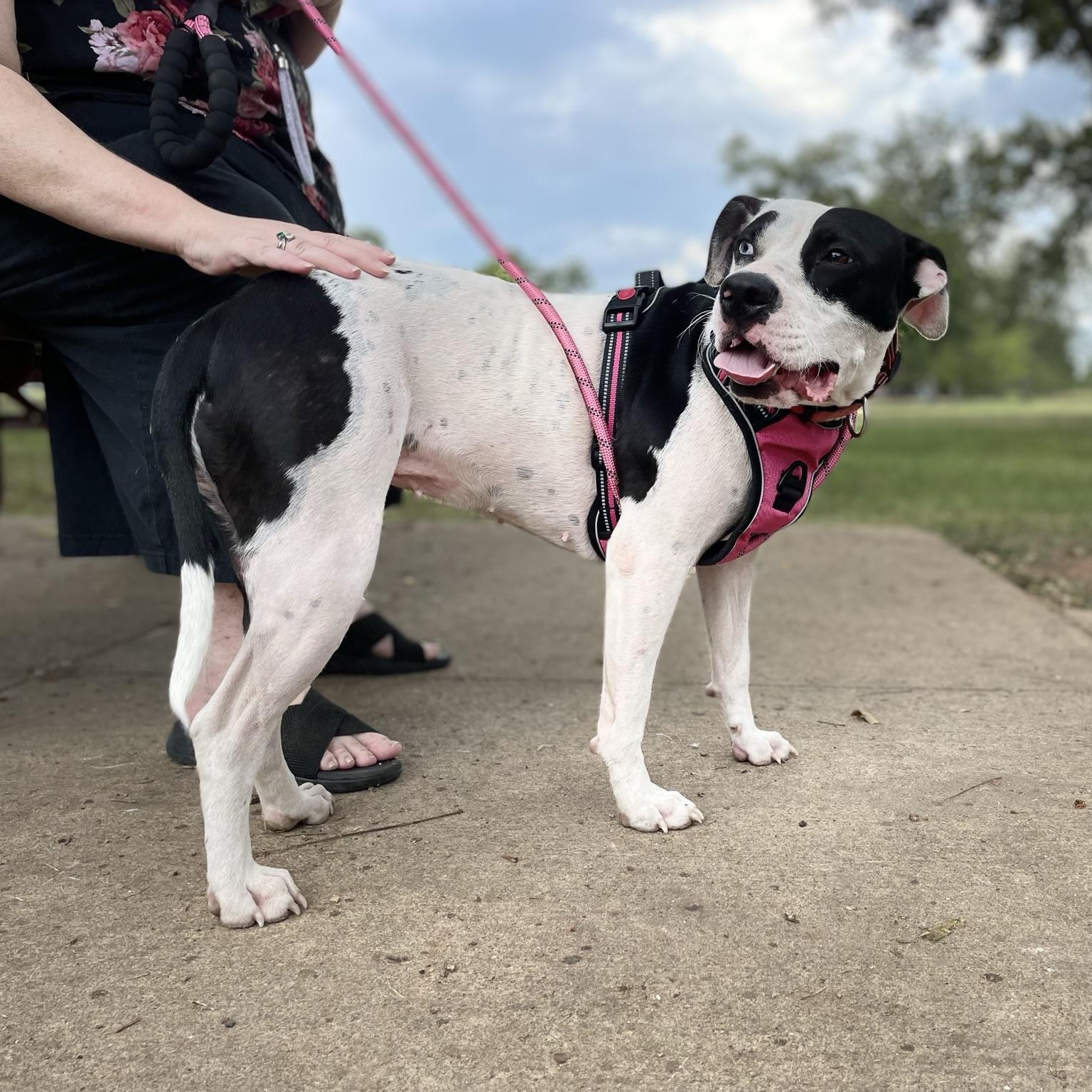 Skyla, Adopted, Adult Female Pit Bull Terrier & Pointer.