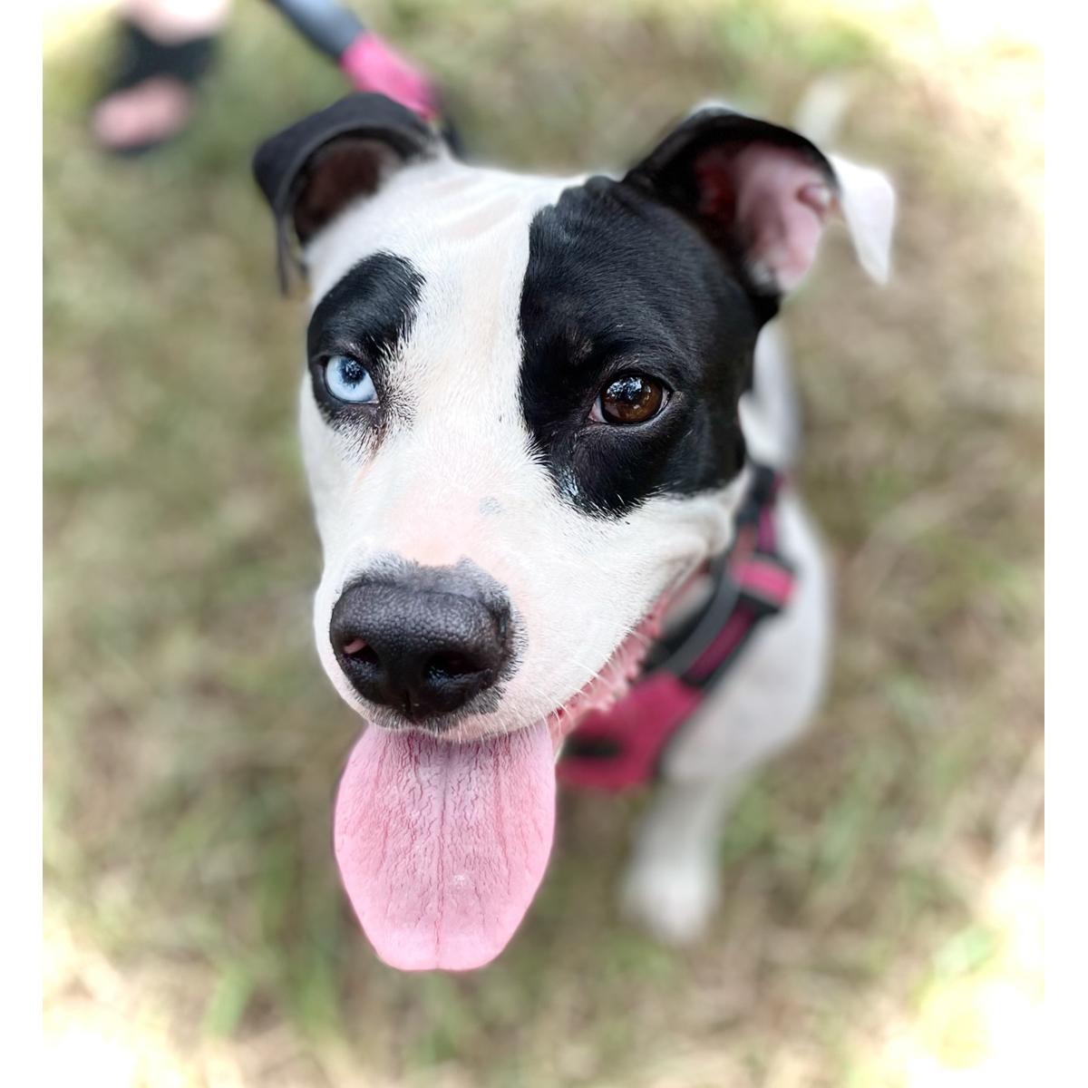 Enlarge Skyla, a Adopted mixed breed in Georgetown, TX image 2/4