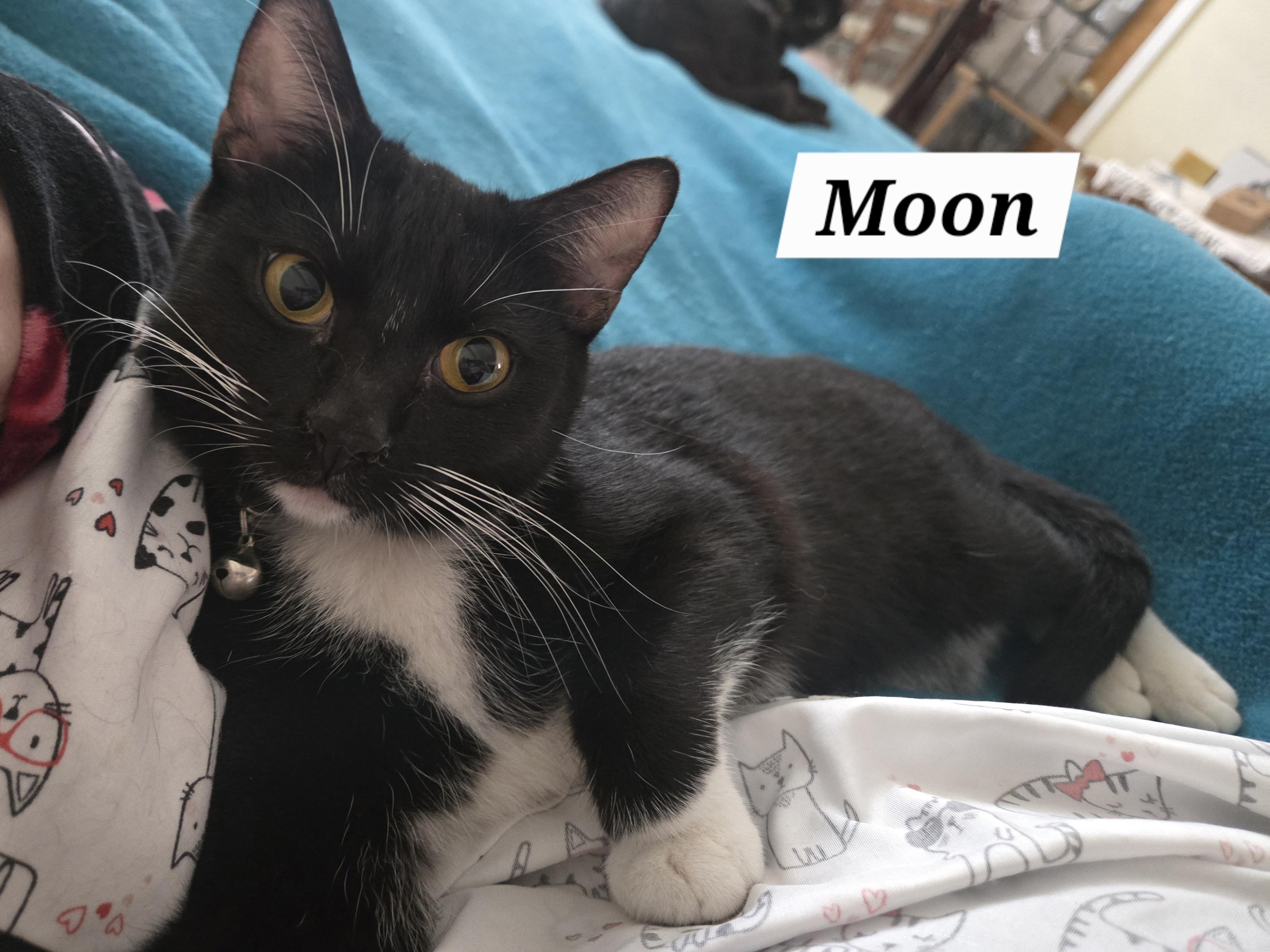 Enlarge Moon, a ADOPTABLE mixed breed in Redondo Beach, CA image 2/5
